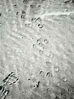 Tracks