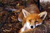 Use tracking with nature awareness to creep up on foxes