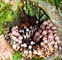 Identifying Mushrooms