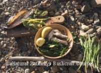 Wild Food Foraging Course