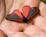 Cinnarbar Moth